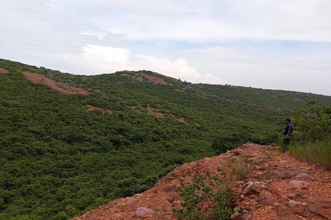Allikuzhi and Nanmangalam Forests